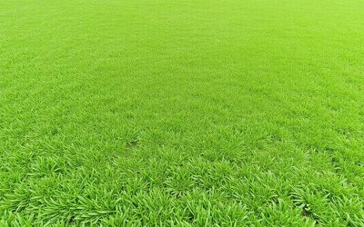 Instant Lawns Sod Installation Ottawa