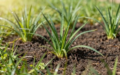 How Often to Water New Sod