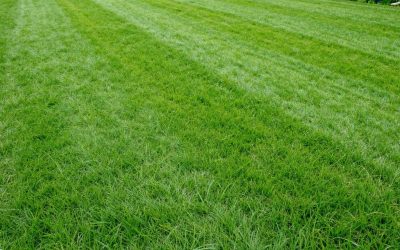 Lawn Grading and Levelling: Why It Matters Before Landscaping