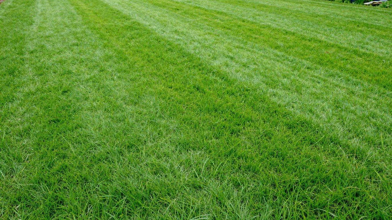Uneven lawn surface showing areas that need lawn grading to improve drainage and prevent water pooling