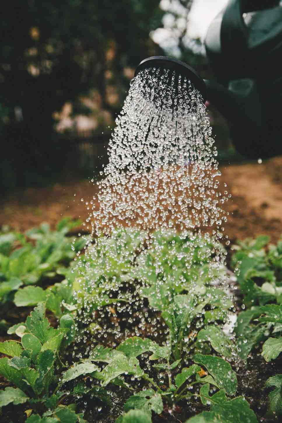 ottawa planting and shrub installation
